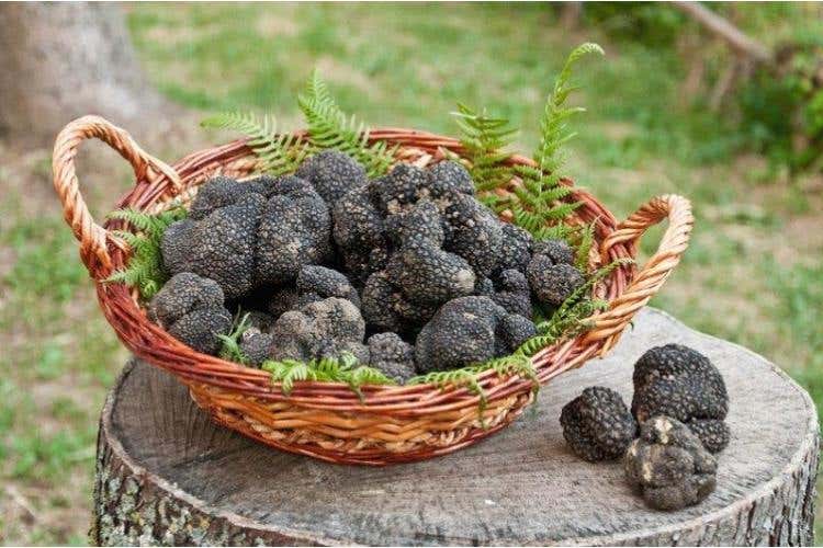 Tartufo Nero di Bagnoli Irpino